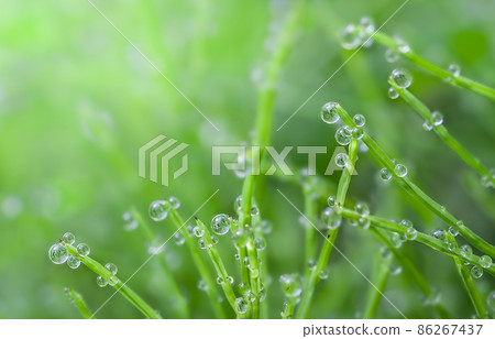 雨後馬尾葉有很多水滴 86267437