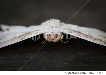 front of moth on black wood background with copy space front of moth on black wood background with copy space 86267455