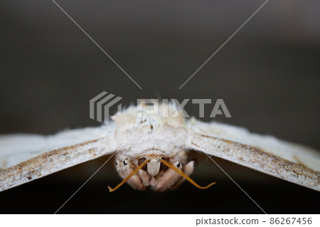close up of front of moth on black wood background with copy space close up of front of moth on black wood background with copy space 86267456