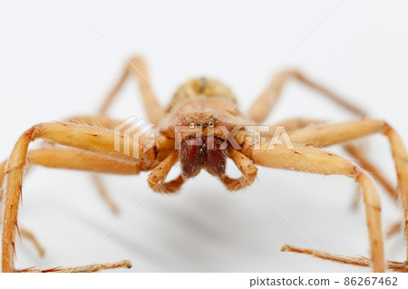 close up of large brown spider has many eyes in Tropical forest on isolated background close up of large brown spider has many eyes in Tropical forest on isolated background 86267462