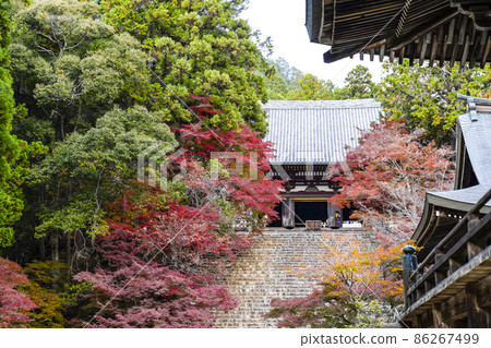 Jingoji in the fall 86267499