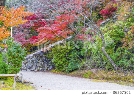 秋天到神護寺的石階 86267501