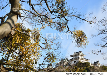 和歌山城/槲寄生[和歌山縣和歌山市] 86267503