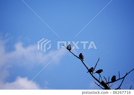 小鳥冬天麻雀 86267716