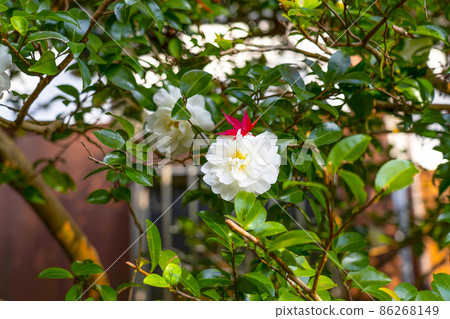 Maple riding a sasanqua flower Maple riding a sasanqua flower 86268149