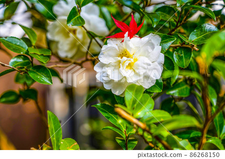 Maple riding a sasanqua flower Maple riding a sasanqua flower 86268150