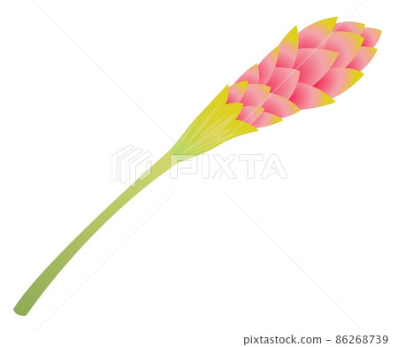 Ginger flower. Exotic tropical plant with pink blossom Ginger flower. Exotic tropical plant with pink blossom 86268739