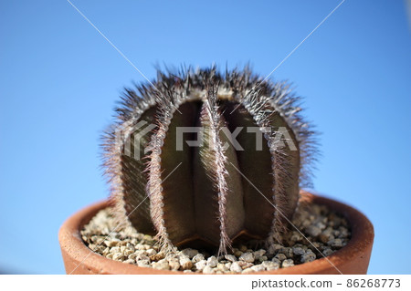 Cactus Pectinifera Uebelmannia Euphorbia Cactus Pectinifera Uebelmannia Euphorbia 86268773
