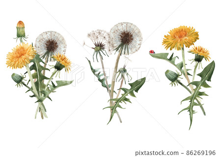 Beautiful floral set with watercolor hand drawn dandelion flower bouquets. Stock illustration. 86269196