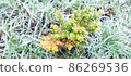 Icy green plants plants under a thin layer of ice 86269536