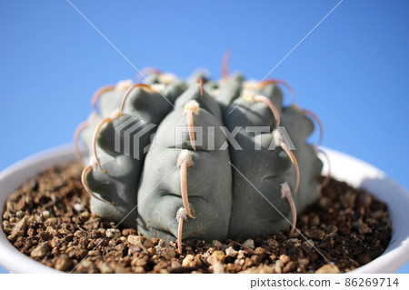 Cactus Gymnocalycium Battery Cactus Gymnocalycium Battery 86269714