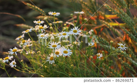Blooming Wild Flower Matricaria Chamomilla, Matricaria Recutita, Chamomile. Commonly Known As Italian Camomilla, German Chamomile, Hungarian Chamomile, Wild Chamomile In Wheat Field At Sunset Blooming Wild Flower Matricaria Chamomilla, Matricaria Recutita, Chamomile. Commonly Known As Italian Camomilla, German Chamomile, Hungarian Chamomile, Wild Chamomile In Wheat Field At Sunset 86269871