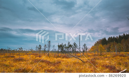 Berezinsky, Biosphere Reserve, . Autumn Landscape With Marsh Swamp. , , . Berezinsky, Biosphere Reserve, . Autumn Landscape With Marsh Swamp. , , . 86269920