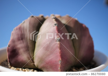 Cactus hekiruriranpo ball Cactus hekiruriranpo ball 86270080
