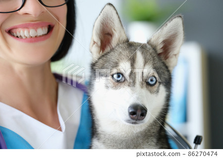 Happy veterinarian woman carry sweet fluffy dog in vet 86270474
