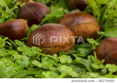 chestnuts, autumn food, nuts, berries, chestnuts, autumn cuisine, ナッツ, ベリー, chestnuts, nut 86270488