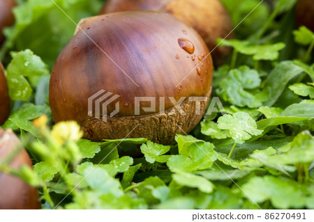 栗子 ,秋之美食, 堅果, 漿果 , 栗、秋の料理、ナッツ、ベリー、chestnuts, nut 栗子 ,秋之美食, 堅果, 漿果 , 栗、秋の料理、ナッツ、ベリー、chestnuts, nut 86270491