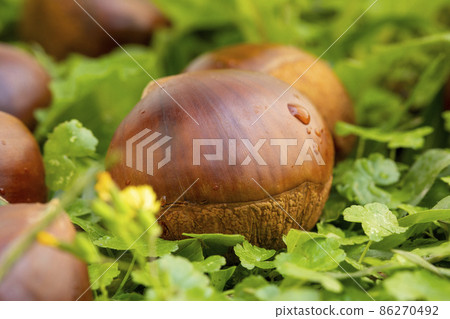 chestnuts, autumn food, nuts, berries, chestnuts, autumn cuisine, ナッツ, ベリー, chestnuts, nut chestnuts, autumn food, nuts, berries, chestnuts, autumn cuisine, ナッツ, ベリー, chestnuts, nut 86270492