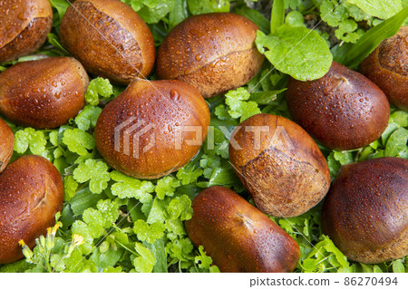 栗子 ，秋之美食，  堅果， 漿果 ， 栗、秋の料理、ナッツ、ベリー、chestnuts, nut 86270494