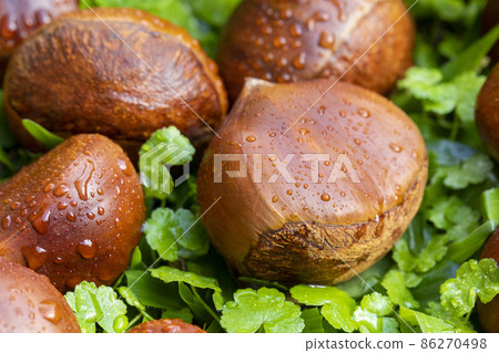 栗子 ,秋之美食, 堅果, 漿果 , 栗、秋の料理、ナッツ、ベリー、chestnuts, nut 栗子 ,秋之美食, 堅果, 漿果 , 栗、秋の料理、ナッツ、ベリー、chestnuts, nut 86270498