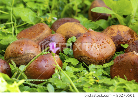 栗子 ，秋之美食，  堅果， 漿果 ， 栗、秋の料理、ナッツ、ベリー、chestnuts, nut 86270501