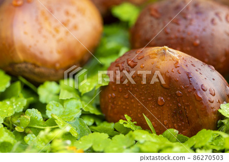 chestnuts, autumn food, nuts, berries, chestnuts, autumn cuisine, ナッツ, ベリー, chestnuts, nut 86270503