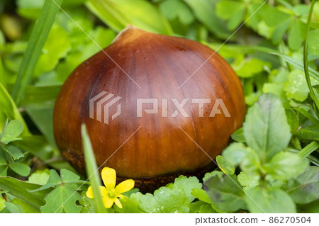 栗子 ,秋之美食, 堅果, 漿果 , 栗、秋の料理、ナッツ、ベリー、chestnuts, nut 栗子 ,秋之美食, 堅果, 漿果 , 栗、秋の料理、ナッツ、ベリー、chestnuts, nut 86270504