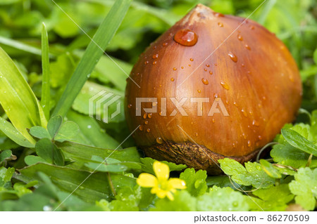 chestnuts, autumn food, nuts, berries, chestnuts, autumn cuisine, ナッツ, ベリー, chestnuts, nut 86270509