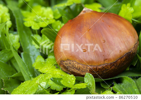 chestnuts, autumn food, nuts, berries, chestnuts, autumn cuisine, ナッツ, ベリー, chestnuts, nut chestnuts, autumn food, nuts, berries, chestnuts, autumn cuisine, ナッツ, ベリー, chestnuts, nut 86270510