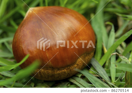 栗子 ,秋之美食, 堅果, 漿果 , 栗、秋の料理、ナッツ、ベリー、chestnuts, nut 栗子 ,秋之美食, 堅果, 漿果 , 栗、秋の料理、ナッツ、ベリー、chestnuts, nut 86270514