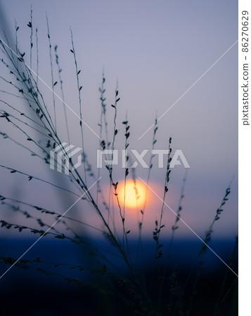 Miscanthus at sunset Miscanthus at sunset 86270629