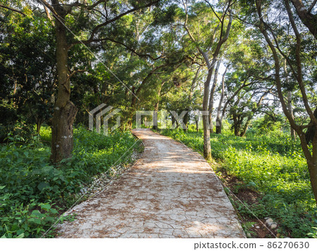 Hiking trail surrounded by trees Hiking trail surrounded by trees 86270630