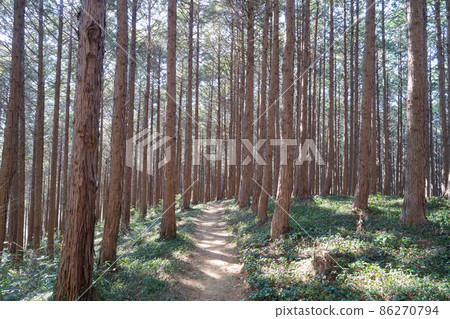 淺間山的山路（埼玉縣小川町） 86270794