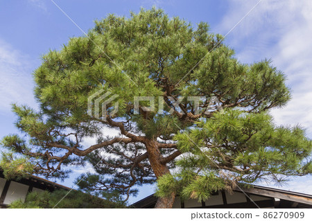 Pine Akamatsu tree tree branch swing Japanese style Jinya samurai residence garden 86270909