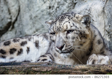 Portrait of a snow leopard close up on a stone background 86271303