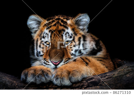 Cute siberian tiger cub on black background, Panthera tigris altaica Cute siberian tiger cub on black background, Panthera tigris altaica 86271310