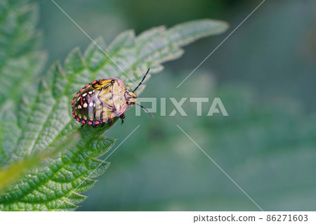 Horizontal closeup on a colorful nymph of the Southern green shieldbug, Nezara viridula sitting on a green leaf in the garden 86271603