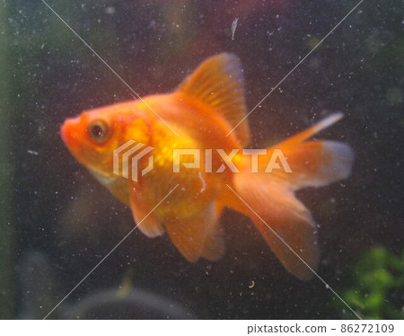 Healed goldfish calendar Healed goldfish calendar 86272109