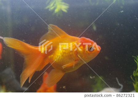 Healed goldfish calendar 86272321