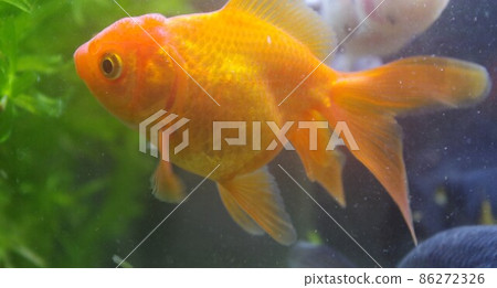 Healed goldfish calendar Healed goldfish calendar 86272326