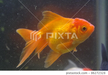 Healed goldfish calendar Healed goldfish calendar 86272328
