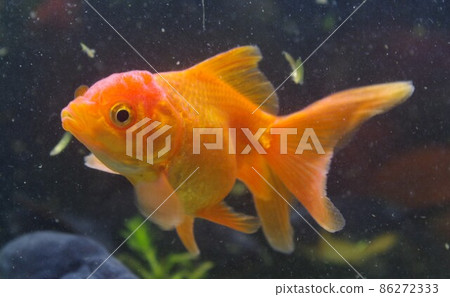 Healed goldfish calendar Healed goldfish calendar 86272333