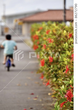 沖繩縣宮古島芙蓉籬笆和騎自行車的孩子 86272790