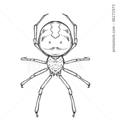 Spider. Vector illustration in cartoon style on a white background. 86272973