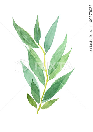 Willow branch watercolor illustration isolated on white background. Willow branch watercolor illustration isolated on white background. 86273022