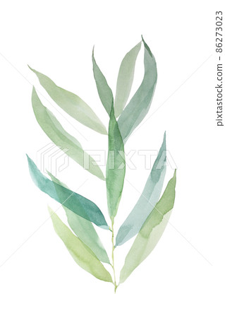 Watercolor illustration of green leaf willow isolated on white background. Watercolor illustration of green leaf willow isolated on white background. 86273023