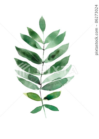 aquarell green branch willow plant with leaves isolated on white aquarell green branch willow plant with leaves isolated on white 86273024