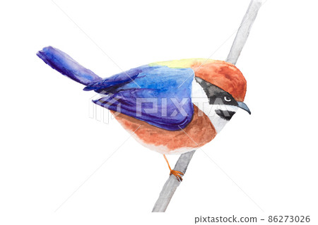 watercolor drawing of Black-throated Bushtit songbird bird. Aegithalos concinnus 86273026