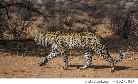 Leopard in Kgalagadi transfrontier park, South Africa Leopard in Kgalagadi transfrontier park, South Africa 86273084