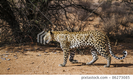 Leopard in Kgalagadi transfrontier park, South Africa Leopard in Kgalagadi transfrontier park, South Africa 86273085